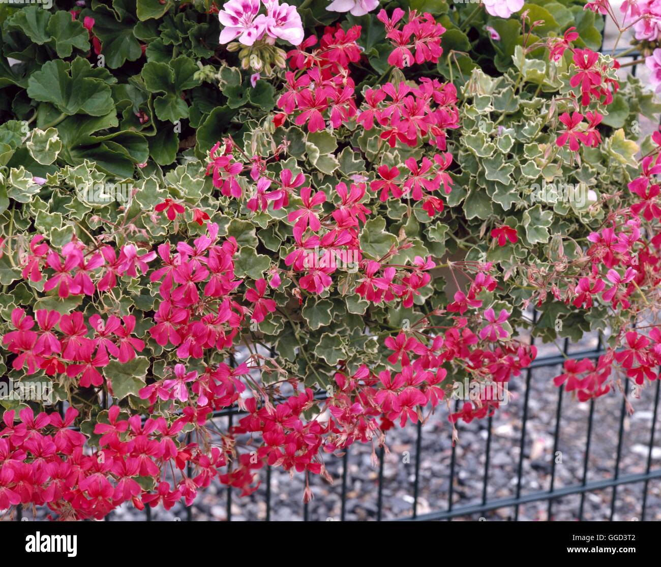 Geranium - `Evka' (Ivy-leaved)   ANN072027 Stock Photo